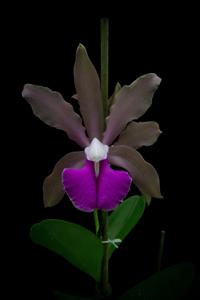 Cattleya Batalinii