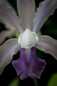 Cattleya Batalinii