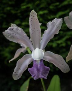 Cattleya Batalinii