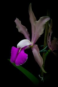 Cattleya Batalinii