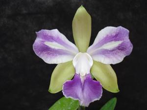 Cattleya Batalinii