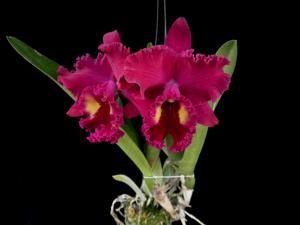 Rhyncholaeliocattleya Ahchung Ruby