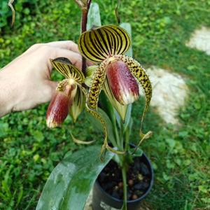 Paphiopedilum Hung Sheng Eagle