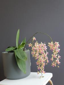 Phalaenopsis Braquestris Melmi