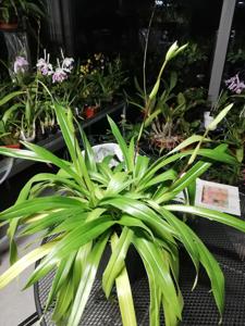 Phragmipedium Ivan Portilla