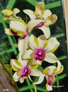 Dendrobium Nopporn Starbright