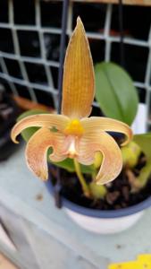 <i>Bulbophyllum</i> Gardiner Heather