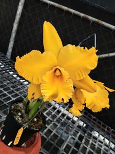 <i>Rhyncholaeliocattleya</i> Shiang-Chuen Handsome
