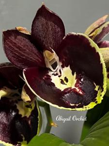 Catasetum Jamie Lawson XOXO