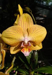 Phalaenopsis Da Shang Golden Beauty