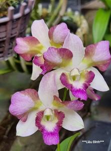 Dendrobium King Dragon