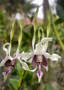 <i>Dendrobium</i> Nicha Arrowhead