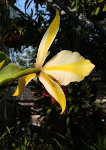 Rhyncattleanthe Fu Shu Glory