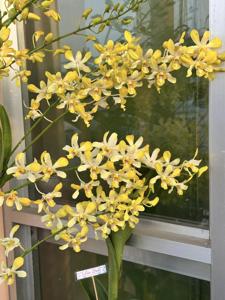 Dendrobium Banana Royal