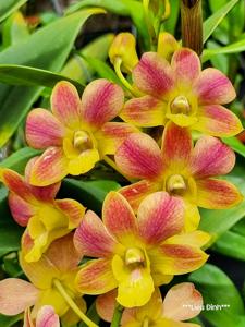 Dendrobium Morning Sun