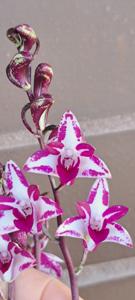 Dendrobium King Zip