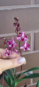 Dendrobium King Zip