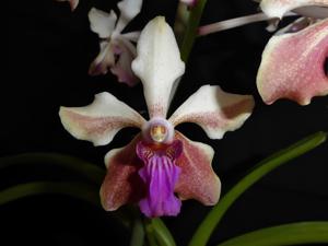 <i>Vanda</i> Whytethorne Charm
