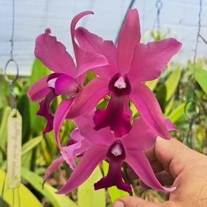 <i>Laeliocattleya</i> Biceps