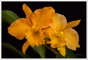 Rhyncattleanthe Sunjoy