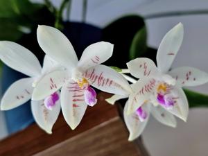 Phalaenopsis Palace Florastar