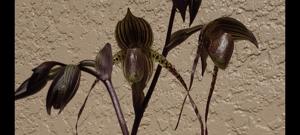 <i>Paphiopedilum</i> Adding Booth
