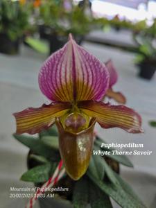 Paphiopedilum Whyte Thorne Savoir