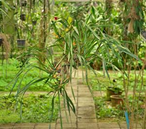 Maxillaria Memoria Ben Berliner