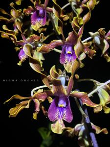 Dendrobium Nicha Dragon Knight