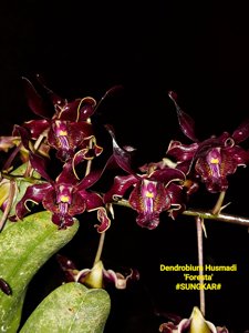Dendrobium Husmadi
