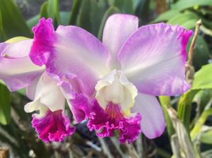 Cattleya Dorothy Warne