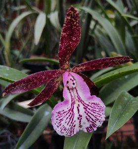 Brassocattleya Hippodamia