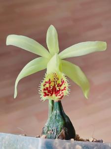 Pleione Shantung
