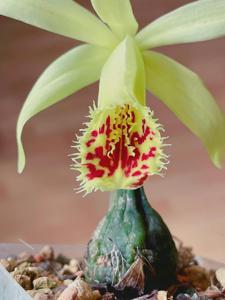 Pleione Shantung
