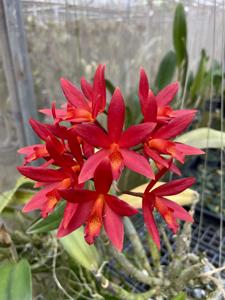 Cattlianthe Rojo