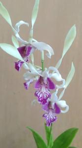 <i>Dendrobium</i> Arya Wiraraja