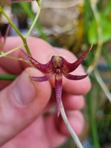 <i>Dendrobium</i> Papuan Embers