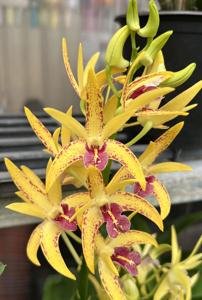 Dendrobium Balnarring