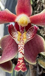 Paraphalaenopsis Kimmy