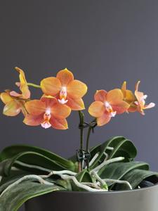 Phalaenopsis Mituo Champion King