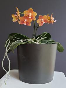 Phalaenopsis Mituo Champion King