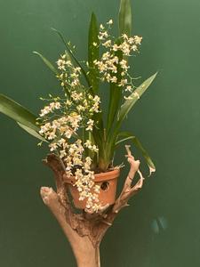 Oncidium Tsiku Marguerite