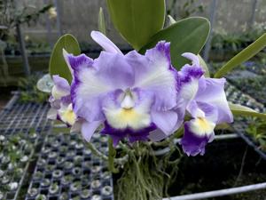 Cattlianthe Fitz Eugene Dixon