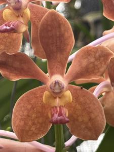 <i>Vanda</i> Flambeau