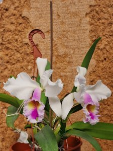 Cattleya Octavia (1922)