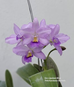 Guarechea Lipolani Blue
