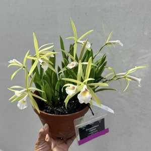 Brassocattleya Chariya