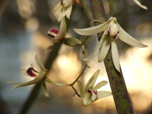 Dendrobium Cloud's Pencil