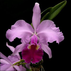 <i>Cattleya</i> Carlos Arango