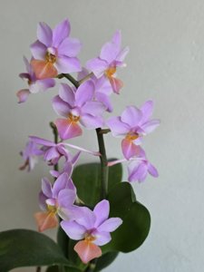 Phalaenopsis Liu's Triprince
